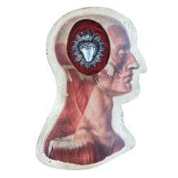 Testa anatomica laterale con cuore sacro raggiato (39x25 cm)