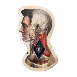 Testa anatomica sinistra con cuore sacro sfondo blu